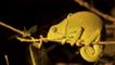 Cape dwarf chameleon in a tree at night