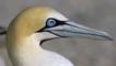 Close-up profile of cape gannet's head