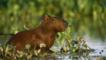 Capybara sitting in wetlands