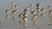 A group of New Zealand dotterels standing in water