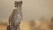 A sitting female cheetah looking alert