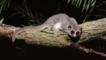 A fat-tailed dwarf lemur on a branch
