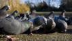 Feral pigeons feeding in a park