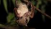 Common blossom bat hanging upside down