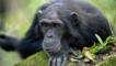 Male chimpanzee looking forwards