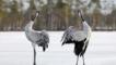 Common crane pair displaying