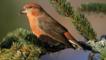 Male red crossbill on branch of spruce tree