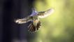  Adult male cuckoo in flight