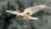 Kestrel with talons out coming to land on prey