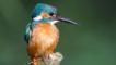 Kingfisher in mid-flight carrying a fish in its beak