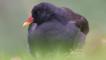 Common moorhen swimming