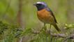 Redstart perched on a conifer tree branch