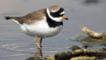 Ringed plover walking in shallow water