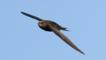 Head of a common swift
