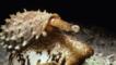 Geography cone shell with toxic proboscis extended