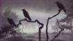 Crows on tree branches in fog