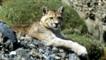 Wild puma resting on the ground