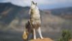 Coyote howling from high point on red sandstone