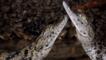 Two juvenile nile crocodiles facing each other