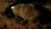A dirty Damaraland mole rat emerging from burrow