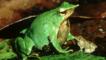 Darwin's frog with its young