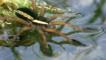 Raft spider in ripple detection posture