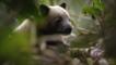 Doria's tree-kangaroo in a tree