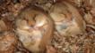 A pair of hazel dormouse sleeping in their nest during hibernation