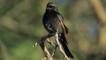 Fork tailed drongo perched on a branch