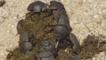 Dung beetle group on elephant excrement, South Africa