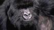 Close-up showing the facial detail of a male mountain gorilla