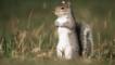 Grey squirrel standing up on its hind legs