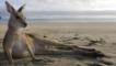 Grey kangaroo resting on a beach