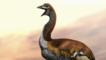 The extinct flightless elephant bird lived in Madagascar until around the 16th century.