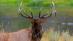 Elk bull roaring