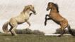 Palomino and red dun stallions rearing