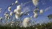 Cotton grass blowing in wind against blue sky