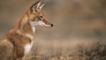 Profile of a sitting simien jackal