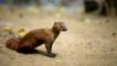 A northern ring-tailed mongoose