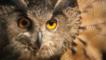 Close-up of a Eurasian eagle owl looking towards the camera
