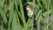 Reed warbler perched on reed stem singing