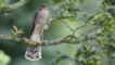 A female sparrowhawk perched on the branch of an oak tree