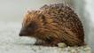 Close-up of the face of a hedgehog while curled up in a ball