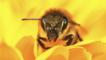 Close up of a honeybee