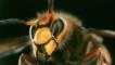 Close up of a European hornet