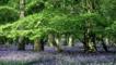 Bluebells with beech trees in oak woods
