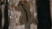Pale fork-marked lemur sucking gum from tree in Madagascar