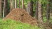 Wood ant nest