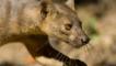 Close-up of a fossa