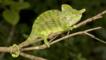 Male Labord's chameleon on a branch in a Madagascan forest